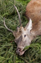 Young hunted down Red Deer (Cervus elaphus)