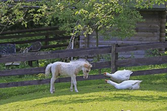 American Miniature Horse Foal at odds with geese