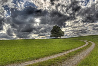 Path leading to a tree