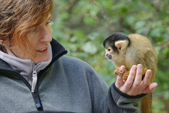 Bolivian Squirrel Monkey (Saimiri boliviensis) sitting on a woman's hand