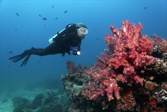 Diver looking at Carnation Corals (Dendronephthya klunzingeri) on a reef