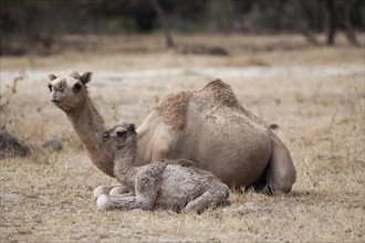 Dromedary (Camelus dromedarius) with young