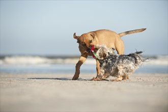 A Yorkshire Terrier and a mixed breed puppy playing on the beach