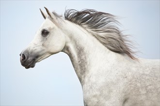 Thoroughbred Arab gelding