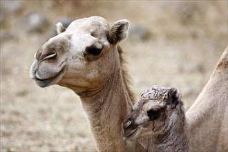 Dromedary or Arabian Camel (Camelus dromedarius) with a calf