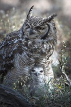 Spotted Eagle-Owl (Bubo africanus) with chick