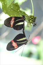 Red Postman or Red Passion Flower Butterflies (Heliconius erato) mating