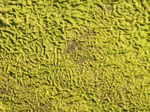 Patterns in a carpet of moss at the edge of the Olifants River