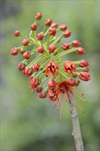 Flowering Natal Bottlebrush (Greyia sutherlandii)