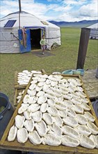Nomad cheese is laid out to dry