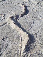 Salt crusts at the Badwater Basin
