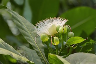 Sea Putat or Fish Poison Tree (Barringtonia asiatica)