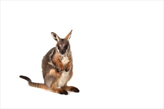 Yellow-Footed Rock-Wallaby (Petrogale xanthopus)