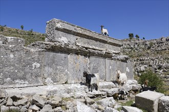 Goats standing on the ruins of the ancient city of Selge
