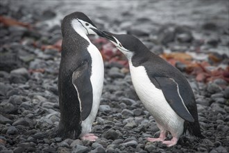 Chinstrap Penguins (Pygoscelis antarcticus)