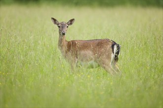 Fallow deer (Dama dama)