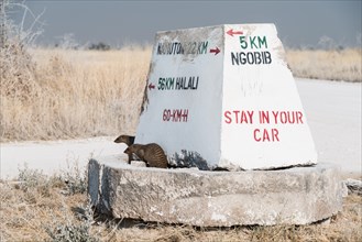 Banded mongooses (Mungos mungo) sitting on a signposts
