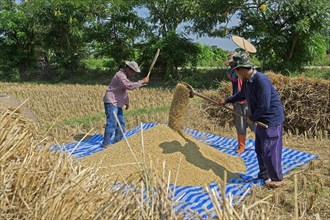 Traditional rice harvest