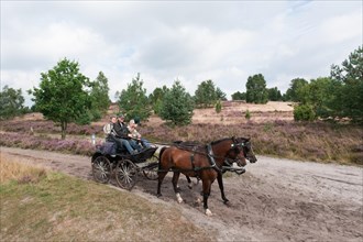 Horse-drawn carriage on Lueneburg Heath