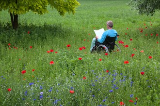Elderly man reading in a wheelchair on a flower meadow