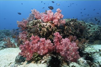 Coral reef with red Carnation Corals (Dendronephthya klunzingeri) and sea urchins (Diadematidae)