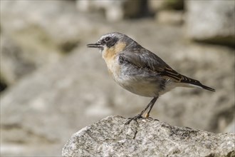 Wheatear (Oenanthe Oenanthe)