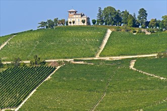 Vineyard for Nebbiolo grapes in Alba
