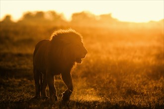 African lion (Panthera leo)