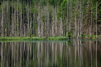 Birch trees reflected in an unnamed lake