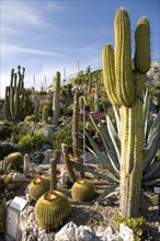 Cactus in the gardens of Jardin Exotique