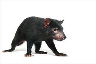 Tasmanian Devil (Sarcophilus harrisii)