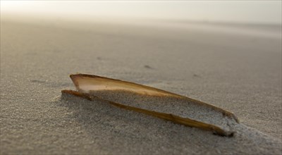 Shell of a Sword Razor Clam (Ensis ensis)