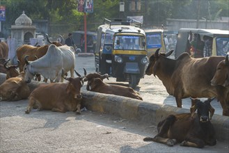 Cattle on the street