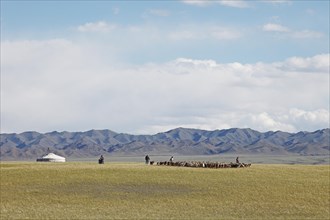 Nomads with a herd of Cashmere Goats (Capra hircus laniger)