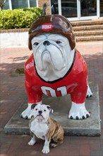 English Bulldog puppy in front of a Bulldog sculpture wearing a baseball uniform