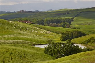 Hilly landscape of the Crete Senesi with flock of sheep
