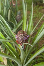 Pineapple plant (Ananas comosus)