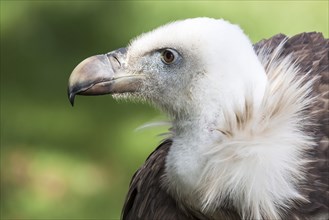 Eurasian Griffon or Griffon Vulture (Gyps fulvus)