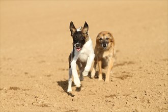 Silken Windsprite male dog running on a field