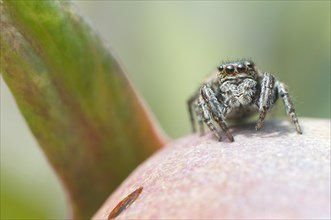 Jumping Spider (Marpissa muscosa) on the bud of a Peony