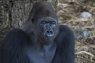 Western Lowland Gorilla (Gorilla gorilla gorilla) in reintroduction enclosure