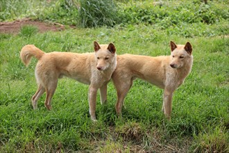 Dingoes (Canis familiaris dingo)