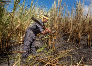 Worker harvesting sugar cane by hand