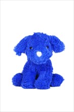 Blue dog