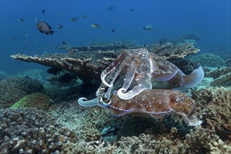 Two Broadclub Cuttlefish (Sepia latimanus) at a coral reef