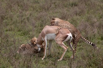 Cheetah (Acinonyx jubatus) mother and young overwhelming a Grant's gazelle (Nanger granti)