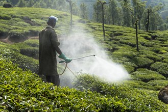Worker spraying tea plants with pesticides