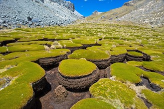 Plant cushions eroded by water