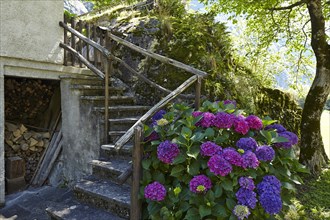 Hydrangea (Hydrangea) at a house