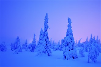 Trees in a snow-covered winter landscape